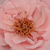 Rose - Rosiers floribunda - Geisha®
